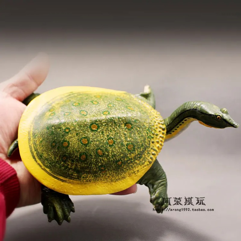 เต่าหูแดงหนังหนังสีแดง เต่าบก  - Ocean Aquarium บทวิจารณ์และราคา