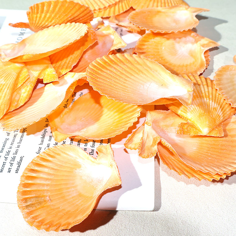 ที่ดีที่สุดสีเหลือง scallop เป - Marine Fish Tank บทวิจารณ์และราคา