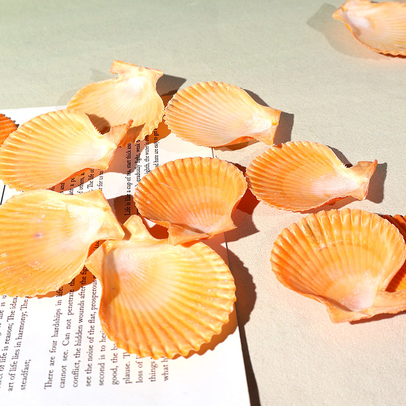 ที่ดีที่สุดสีเหลือง scallop เป - Marine Fish Tank บทวิจารณ์และราคา