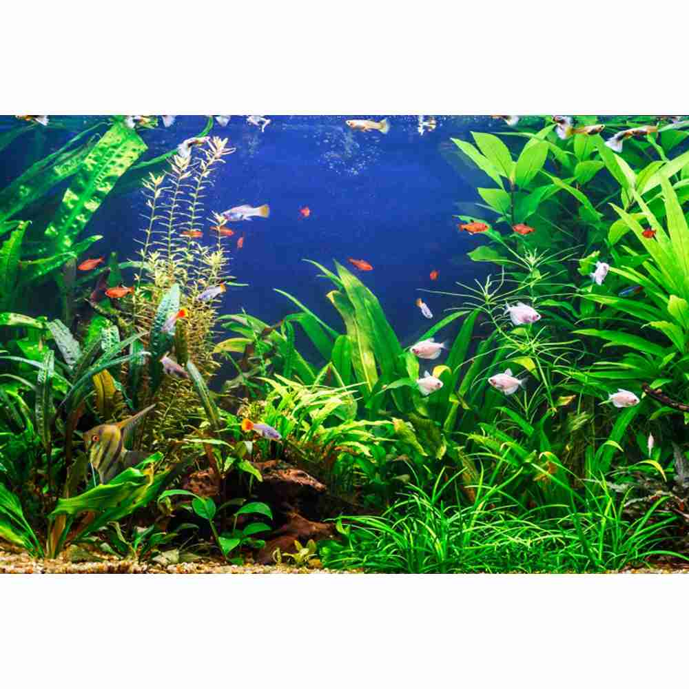 Underwater World ก้นทะเลการถ่า - Aquarium Marine World บทวิจารณ์และราคา