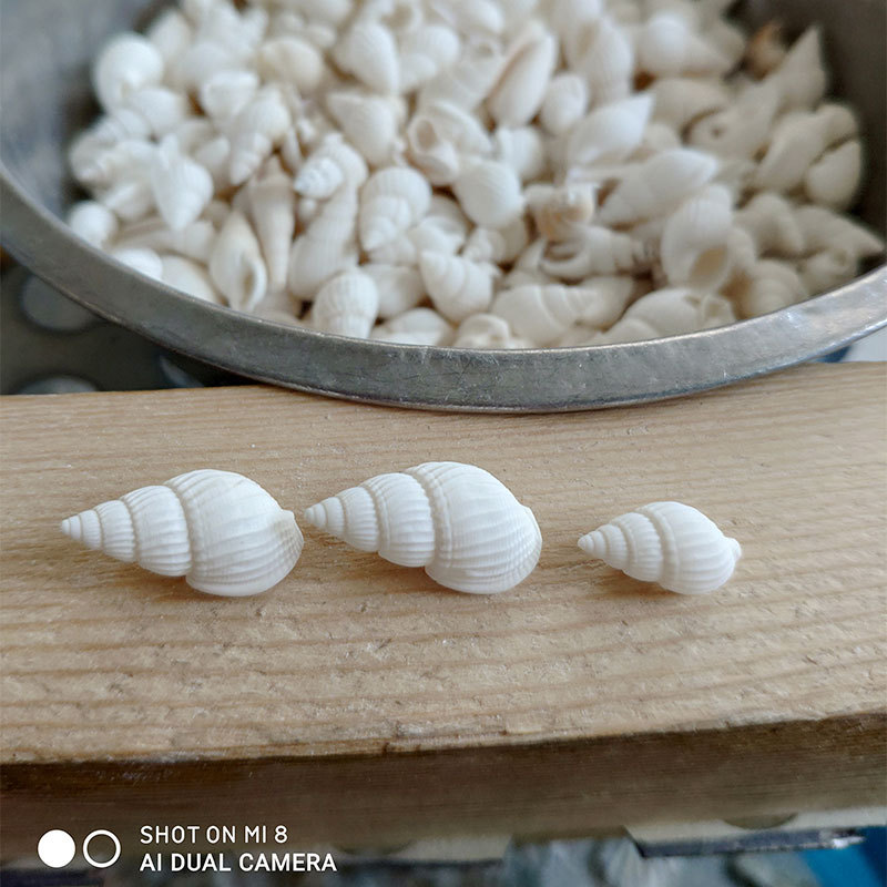 เปลือกหอย Zeuxis & Nassarius ธ - Marine Aquarium บทวิจารณ์และราคา