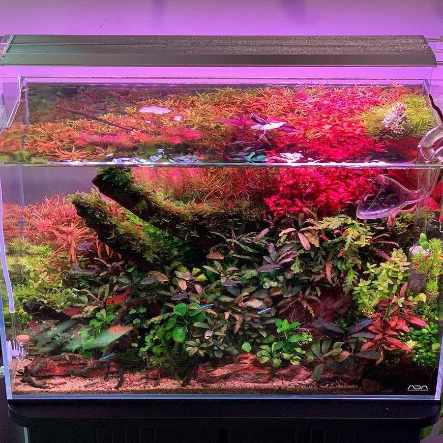 WEEK AQUA ไฟ LED สำหรับตู้ปลาท - Reef Lighting บทวิจารณ์และราคา